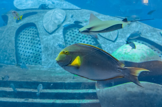 중국 하이난 섬 싼야 시의 아틀란티스 수족관에 있는 아이스트라이프 서퍼피쉬(Acanthurus xanthopterus) 또는 황다랑어 서퍼피쉬(Acanthurus dussumieri).