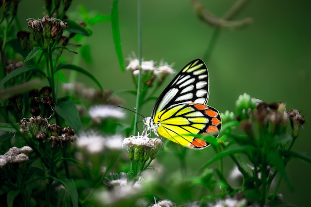 ezebel butterfly visiting flower plants for nectar during spring season in India