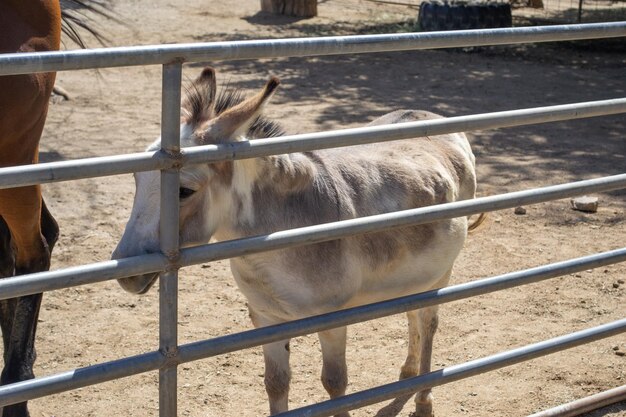 Ezel achter een hek op een boerderij