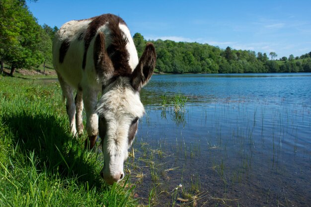 Foto ezel bij een meer