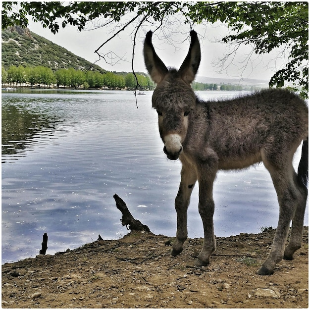 Foto ezel die aan de oever van de rivier staat