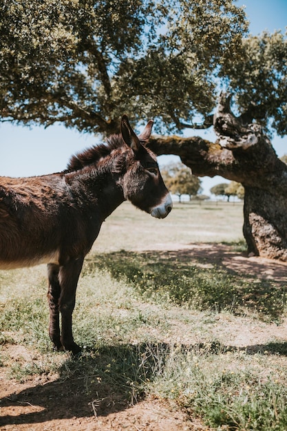 Foto ezel die in een veld staat