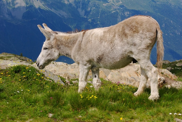 Ezel, dieren in het wild in de franse alpen, Mont Blanc