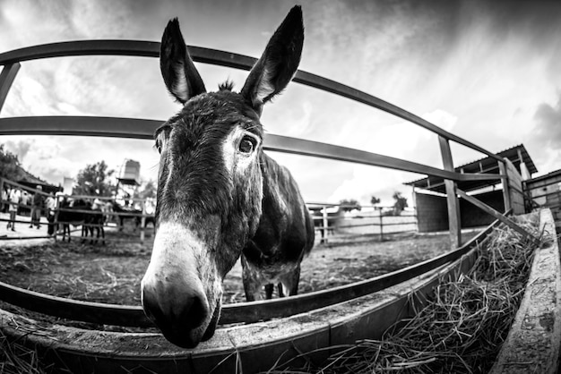 Ezel hangt bij een boerderijhek