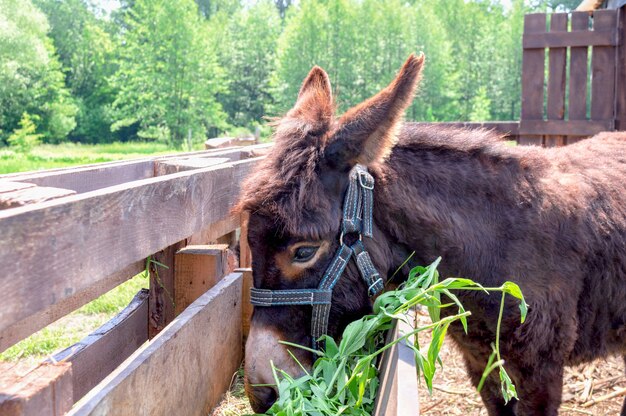 Ezel in de stal eet gras