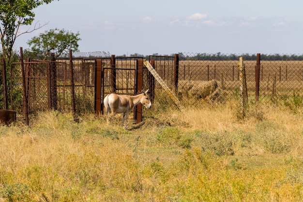 Ezel in een paddock op boerenerf