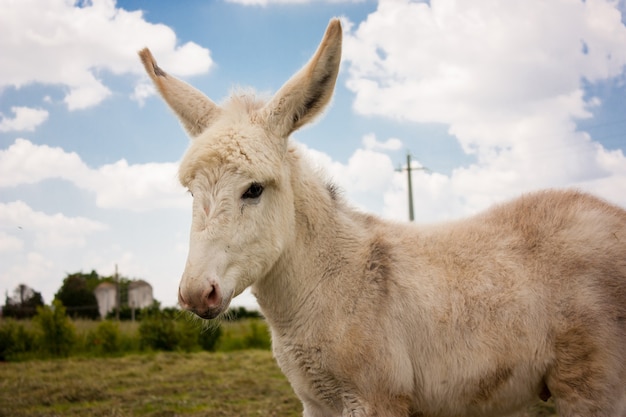 Ezel in een typisch Italiaanse boerderij