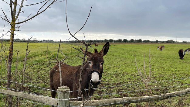 Foto ezel in een veld.