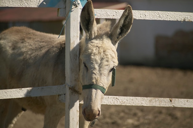 Ezel in het boerderijverblijf in de zomer