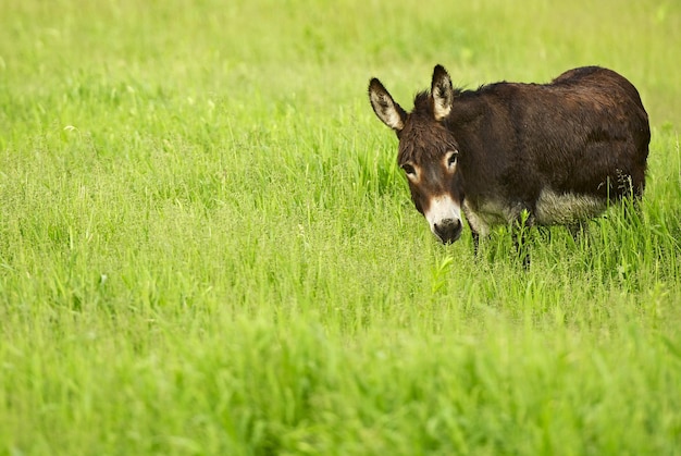 Ezel in het gras