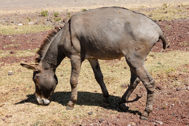 Ezel op gebied en het eten van gras Ethiopië