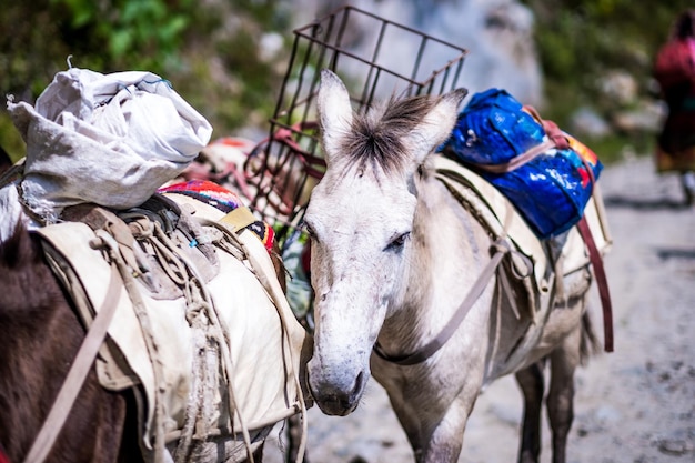 Ezel op pad in de Nepalese Himalaya