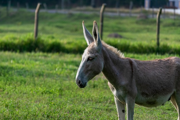 Ezel silhouet op boerderij weiland