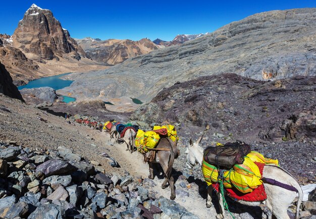 Ezelcaravan in Cordiliera Huayhuash, Peru, Zuid-Amerika