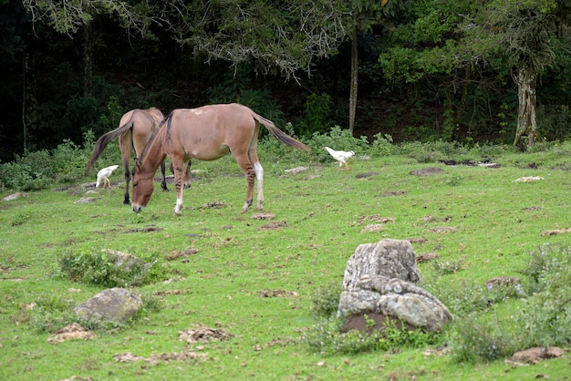 Ezels grazen op groen gras