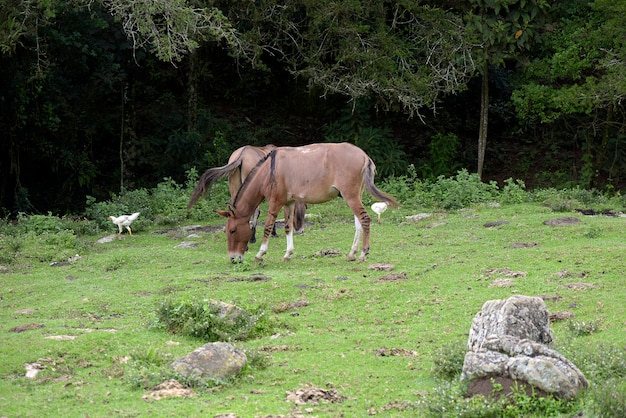 Ezels grazen op groen gras