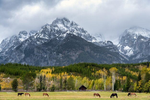 Ezels in een veld in Grand Teton National Park