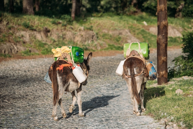 Ezels met zware waterflessen en jerrycans op het eiland Santo Antao in Kaapverdië