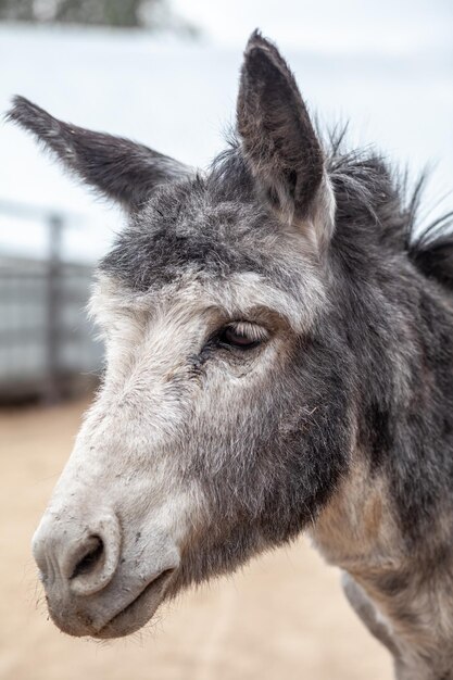 Ezelskop close-up op de dierenboerderij Portret van een grijze ezel Ezelboerderijdier