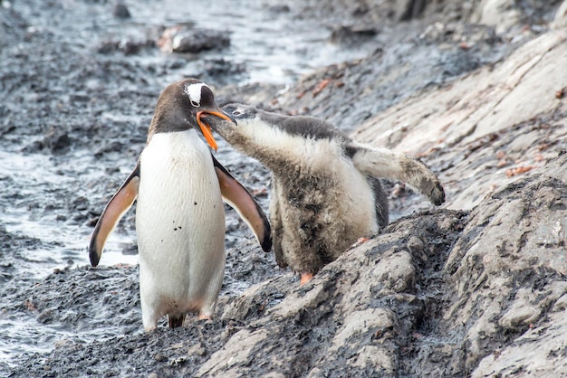 Ezelspinguïn vindt kuiken op antarctica