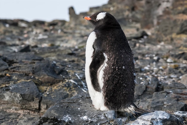 EzelspinguïnHannah Point Antartica