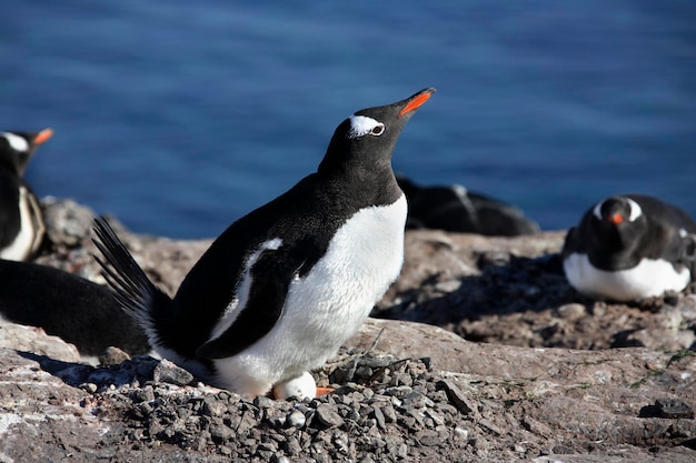 Ezelspinguïnkolonie Antarctica