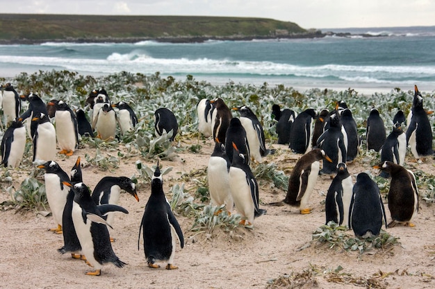 Ezelspinguïnkolonie Pygoscelis Papoea Falklandeilanden