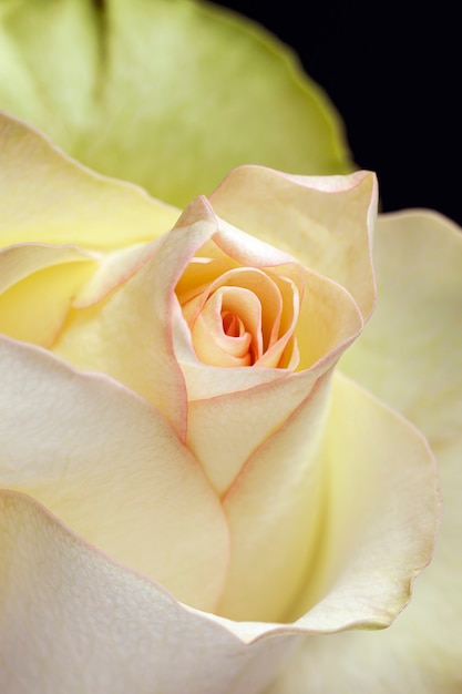 ÃƒÂƒÃ‚Â ÃƒÂ‚Ã‚Â¡olorful wit-roze roos Bud close-up. Selectieve aandacht, onscherpe achtergrond