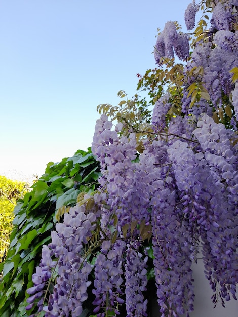 Fabaceae flower