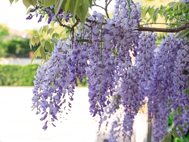 写真 マメ科の花