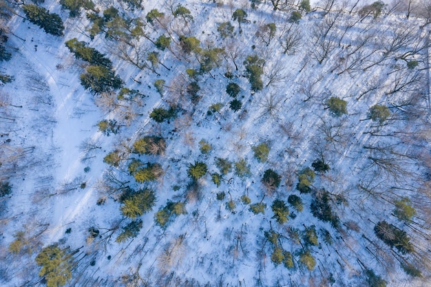 Fabulous aerial winter panorama of mountain forest with snow covered fir trees Colorful outdoor scene Happy New Year celebration concept Beauty of nature concept background