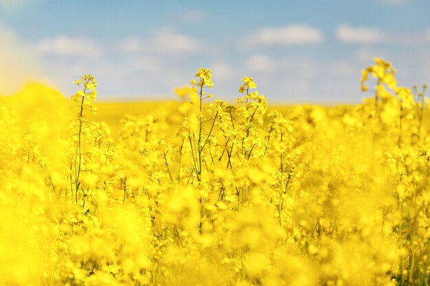 青空を背景に素晴らしい美しい黄色の菜の花。レイプ。バイオ燃料。バイオディーゼル。エコ。 Ð農業。石油プラント。フィールド