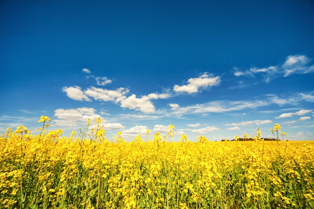 Fabulous beautiful yellow rape flowers on a background of blue sky. Rape. Biofuels. Biodiesel. Eco. Ðgriculture. Oil plant. Field