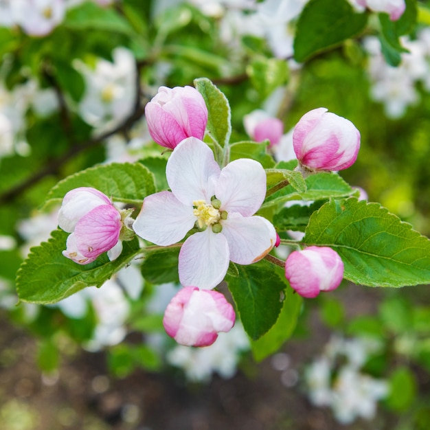 Fabulous blossom on the trees in the garden