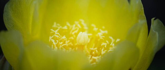 鮮やかなサボテンの花の素晴らしい輝き