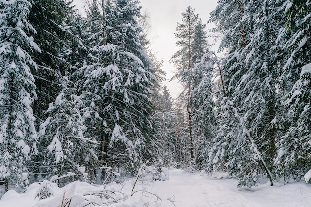 Fabulous magic fairy tale winter forest. Beautiful picturesque wintertime wild nature landscape.