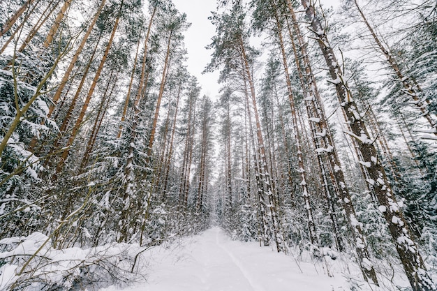 Fabulous magische sprookje winter bos. Het mooie schilderachtige landschap van de winter wilde natuur.