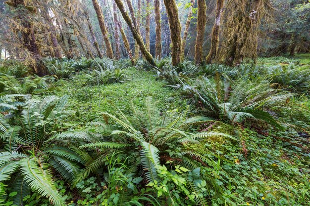 米国ワシントン州オリンピック国立公園の素晴らしい熱帯雨林。