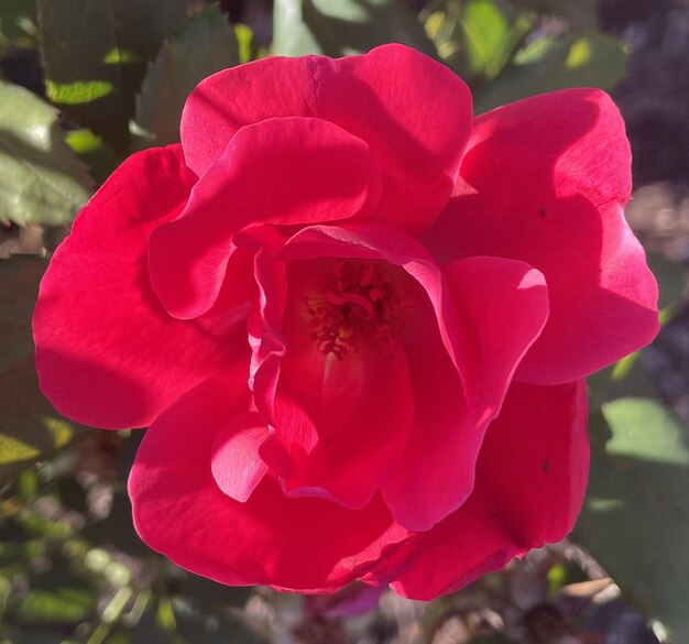 Photo fabulous red flower