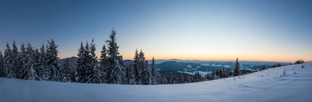 Fabulous snow-covered panorama of spruce trees growing on the mountain slopes in winter in cloudy foggy weather.