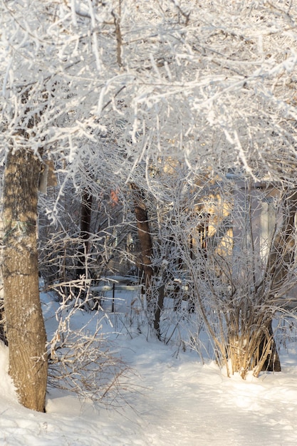 Fabulous snowcovered sparkling trees forest illuminated by the rays of the sun vertical frame Winter fairy tale