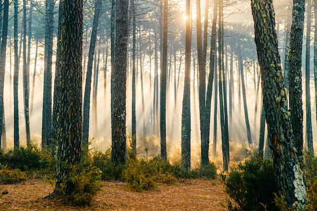 Fabulous sunlight in forest.  Picturesque nature sunrise. Fairy tale scenic view.  Magnificent sun rays in pine trees.  Beautiful seasonal landscape.