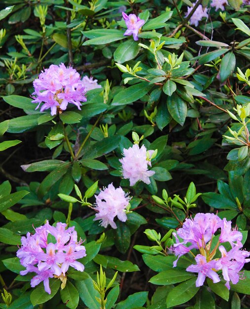 Fabulously beautiful pink rodendrons on a background of green foliage