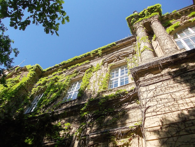 Facade of an old building braided by curly green plants against a blue sky