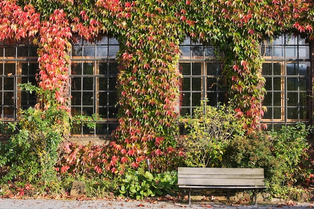 Фасад старой фабрики, покрытый осенними листьями