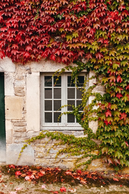 The facade of an old French building is entwined with ivy.