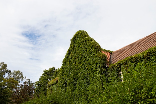 Facade of old house with green thicket of loach on wall with window