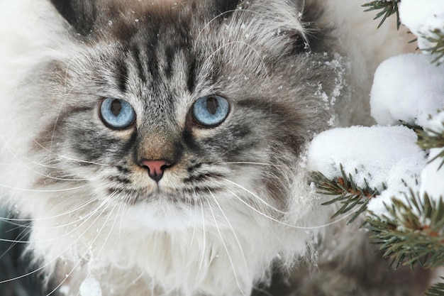 Face of a big furry cat hunts in the snow between the trees in winter