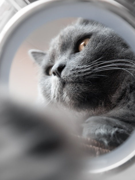 The face of a big gray cat is reflected in a round mirror