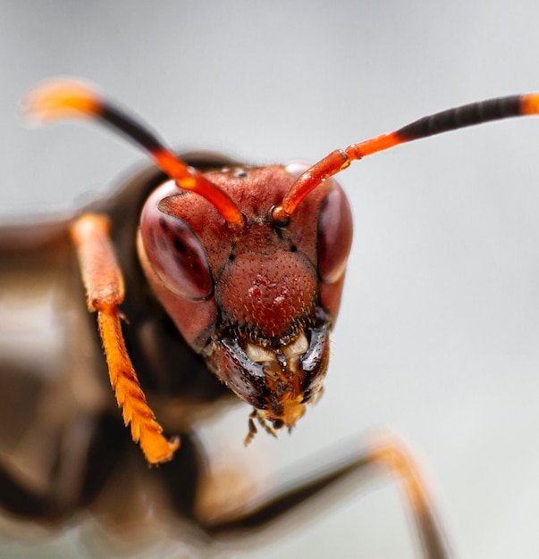 Photo face of a black wasp